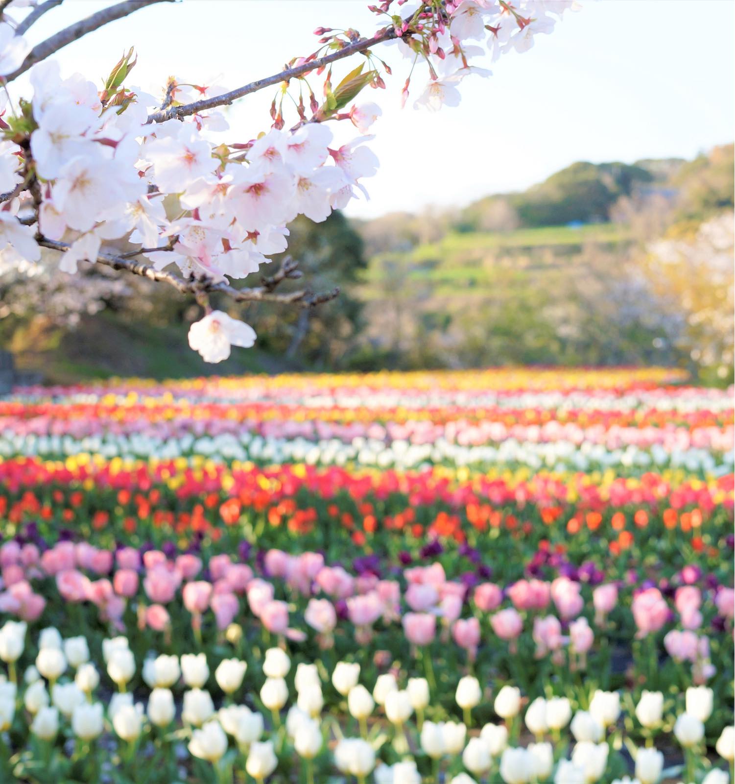 __top-半城湾の花畑_DSC0804 (2)-re