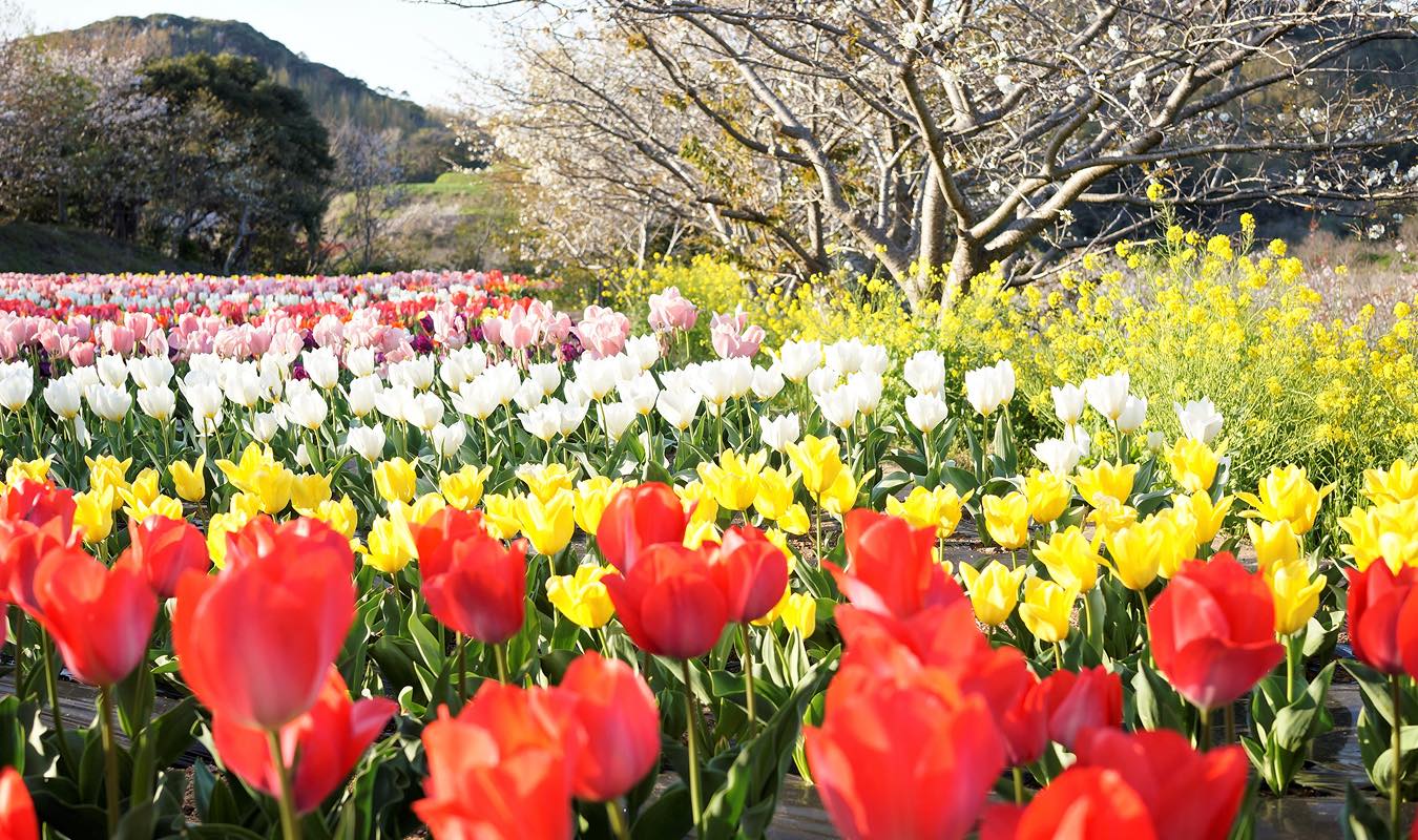 半城湾の花畑_DSC0787 (2)-re